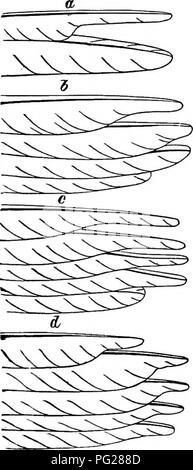 . Clé d'oiseaux de l'Amérique du Nord. Contenant des indications succinctes sur chaque espèce d'oiseau vivant et fossile connu à l'heure actuelle du continent au nord de la frontière du Mexique et des États-Unis, y compris le Groenland et Basse Californie, avec qui sont intégrées d'ornithologie générale : un aperçu de la structure et la classification des oiseaux ; et de l'ornithologie de terrain, un manuel de la collecte, la préparation et la conservation des oiseaux. Les oiseaux ; les oiseaux. Cochon. 278.-BiU d'un Moucherolle vert (Tyr moins verticaliSf nat. taille). 20. TYRANNID famille^ : American des moucherolles. Tout en ayant une étroite ressemblance générale à certains des fo Banque D'Images