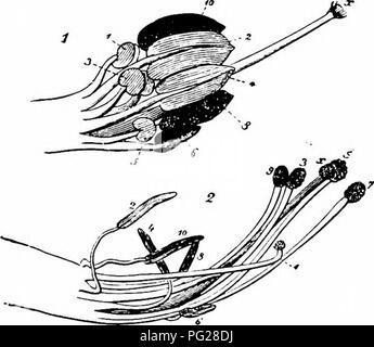 . La pollinisation des fleurs de manuel : d'après Hermann Mu ?ller 'le travail de la fécondation des fleurs par les insectes" . La fertilisation des plantes. 273 ANGIOSPERMES-DICOTYLEDONES / que ceux de l'intérieur, plier et cinq avant l'anthèse, après quoi ils com- plètement se ratatinent. Leur pollen est stocké dans le cône creux constitué par l'extrémité de la carène. Les cinq étamines internes, qui ont jusqu'à présent restent moindres, maintenant commencer à se développer activement, et comprimer le pollen dans la fin de la carène. Pendant les déplacements qu'ils agissent comme des pistons, par lequel une chaîne de pollen est dissuadée de le carinal apex. Banque D'Images