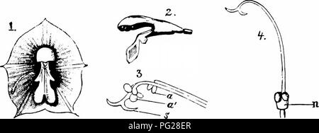 . La pollinisation des fleurs de manuel : d'après Hermann Mu ?ller 'le travail de la fécondation des fleurs par les insectes" . La fertilisation des plantes. 290 ANGIOSPERMES-DICOTYLEDONES cm. de diamètre dans le haut et d'environ 2 cm.^ entonnoir oblique, 2^3 cm. de long, 2-2 de profondeur. Sa marge est assailli de cinq petites épines. Les autres parties de la fleur sont donc bien protégés de la pluie, les insectes nuisibles, les voleurs de nectar et de perforation. La lèvre supérieure légèrement voûté, une fente au milieu, est rose pâle à l'extérieur, et plus lumineux rose à l'intérieur, sa longueur est à peu près le même que celui de la plus longue des étamines, de sorte que seule l'extrême t Banque D'Images