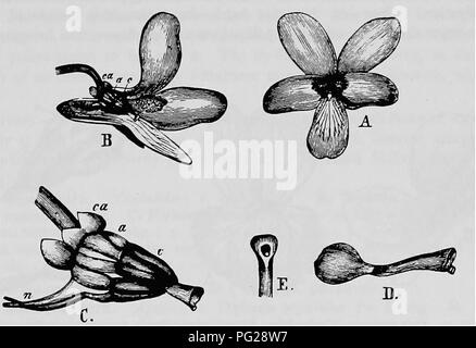 . La pollinisation des fleurs de manuel : d'après Hermann Mu ?ller 'le travail de la fécondation des fleurs par les insectes" . La fertilisation des plantes. VIOLARIEAE 141 visiteurs.-Hart a observé un phalène-moth-CucuUia umbratica L.-a- papillon janira Clotilde L.-et humble-abeilles. Wittrock Micromys minutus L. et Bombus remarqué plusieurs papillons près de Stockholm. 362. C. pinnata L. (Herm. MuUer Alpenblumen, ',' p. 151.)-L'inférieure ne possède pas pour l'accueil des poils le pollen qui tombe du cône d'anthères. La trompe d'un insecte quand poussée dans l'éperon est, par conséquent, pas couverts avec du pollen à partir de Banque D'Images
