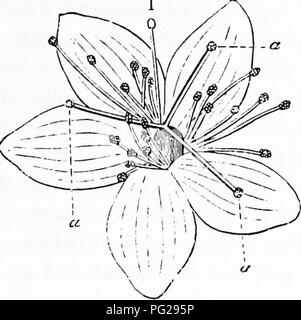 . La pollinisation des fleurs de manuel : d'après Hermann Mu ?ller 'le travail de la fécondation des fleurs par les insectes" . La fertilisation des plantes. Fleurs POLLEN 105 concernent la production non seulement de bons fruits, mais aussi de graines susceptibles de germer pour la propagation de l'action. À l'heure actuelle figuier ne sont plus produites à partir de graines, mais à partir de boutures, de sorte qu'caprification est superflue. Comme déjà mentionné (p. 64, 67-68), Hermann Miiller ('Alpenblumen," pp. 479- 511) disposés en fleurs entomophiles neuf classes, et ceux-ci doivent être décrites ici en détail. I. Le Pollen Flo Banque D'Images