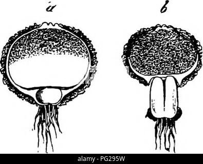 Ce travail explore la biologie comparée des champignons, des mycétozoaires et des bactéries, en examinant leur morphologie, leurs cycles de vie, et les rôles écologiques. Le texte fournit un examen détaillé des principales classes de champignons et de leurs interactions avec l'environnement, ainsi que des aperçus de la signification évolutive de ces organismes. Banque D'Images