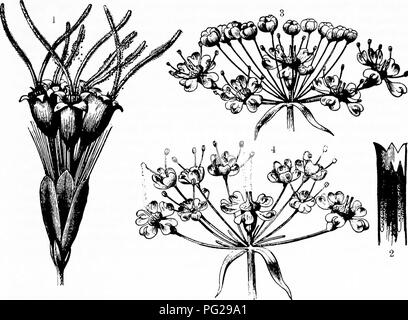 . La pollinisation des fleurs de manuel : d'après Hermann Mu ?ller 'le travail de la fécondation des fleurs par les insectes" . La fertilisation des plantes. La geitonogamie 41 III. La geitonogamie. Kerner, dans son document ' Schutzmittel Bliite, die der' a été le premier à faire la distinction entre la geitonogamie et Xenogamy. D'après les quelques expériences de Darwin (" Les effets de cross- et l'auto-fertilisation') et d'Hildebrand ('-' Geschlechter verteilung, pp. 67, 68) Il semble, comme on pouvait s'y attendre, à être moins favorables à la plante que Xenogamy, mais nettement plus avantageux que l'autogamie. La geitonogamie est présenté Banque D'Images