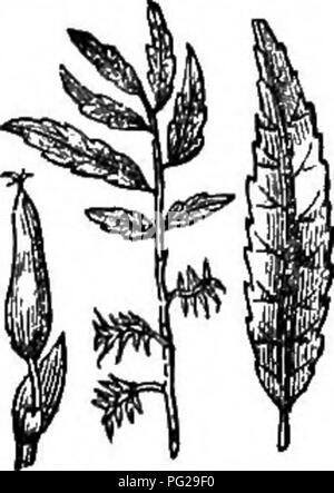 Ce travail de référence abrégé sur les arbres et les arbustes fournit des descriptions des espèces robustes trouvées en Grande-Bretagne, indigènes et étrangères. Il comprend des détails sur leur propagation, leur culture et leurs utilisations, avec des gravures de nombreuses espèces. Axé sur des espèces comme *Salix* et *Salix reflexa*, il sert de guide incontournable aux horticulteurs et botanistes. Banque D'Images