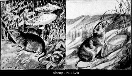 . L'American natural history ; une base de connaissances utiles de les animaux supérieurs de l'Amérique du Nord. L'histoire naturelle. Les mulots et les CAMPAGNOLS 87 ses espèces et variétés sont tellement semblables que très peu d'entre eux peut être distinguislied à partir de la masse. Le champ type Souris est un hibou, épais, à queue courte-set titre animal. Il est en moyenne de 4-j, pouces de long, avec une queue de 1 pouces de long. je Sa couleur au-dessus est de couleur rouge-brun, lorsqu'il se trouve sous c'est gris blanchâtre. Il est constaté à partir de la côte Atlantique à la Da- kotas, se nourrir de racines et d'herbes. Dans les hivers rigoureux, alors que le sol demeure gelé f Banque D'Images