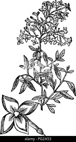 Ce travail offre un guide concis sur les arbres et arbustes robustes trouvés en Grande-Bretagne, indigènes et étrangers, avec des descriptions détaillées sur leur propagation, leur culture et leurs utilisations. Il comprend des gravures de presque toutes les espèces décrites. Banque D'Images