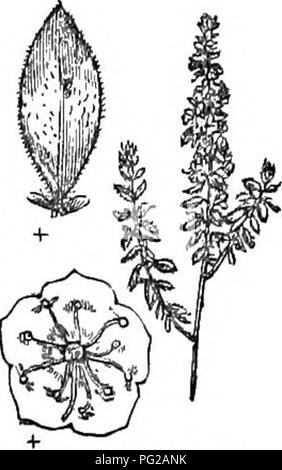 Ce travail est un abrégé de *Arboretum et fruticetum britannicum*, détaillant les arbres et arbustes robustes de Grande-Bretagne, avec des descriptions scientifiques et populaires, des méthodes de propagation et des utilisations. Banque D'Images