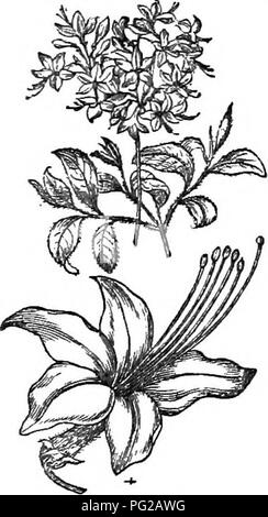 Ce travail offre un guide concis sur les arbres et arbustes robustes de Grande-Bretagne, y compris les espèces indigènes et étrangères. Le texte décrit la propagation, la culture et les utilisations de ces plantes, avec des gravures détaillées de presque toutes les espèces. Cet abréviation rend l'Arboretum et fruticetum britannicum plus accessible aux passionnés et aux professionnels. Banque D'Images