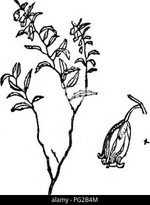 Cet abrégé de l'Arboretum et Fruticetum Britannicum propose des descriptions détaillées de l'espèce Zenobia, mettant en évidence sa classification, ses caractéristiques botaniques et ses utilisations. Il donne également un aperçu de l’histoire et des origines du nom de la plante. Banque D'Images