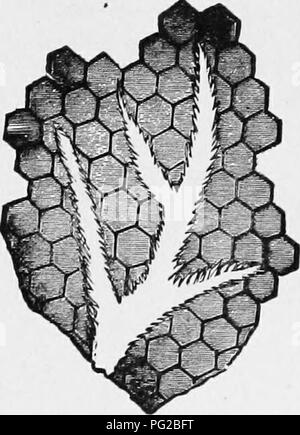 . Le guide de l'apiculteur : ou manuel du rucher . La culture de l'abeille ; les abeilles. Tunnel de Bee-Moth Oricjirial-larve.. Dans Tminel OfigiiMl Conib.-, parmi les larvK dans le couvain, les larves sont détruites, et sera supprimé de l'urticaire. Ainsi, la présence de larves mortes en face de la ruche est souvent un signe de la présence d'insectes dans la ruche. En examinant de près, la présence de ces Fig. 264. Larvce Bee-Moth de.-original. Les larves peuvent être connues de cette robe de soie chatoyante, comme elle s'étend en décrit la ramification (Fig. 263) le long de la surface du peigne. Plus d'une détection rapide, même, que l'defac Banque D'Images