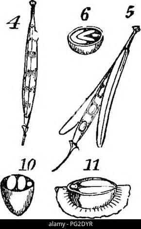 . Class-livre de botanique : être présente de la structure, la physiologie et la classification des végétaux ; avec une flore des États-Unis et du Canada . La botanique, la botanique, la botanique. {^ 6 020. Une fleur de Sinapis. nlfrra 1. Les étamines (4) court 2 long actl et pistil. 2. Finn de la fleur, les étamines-en 2 rangées, rangée extérieure la moitié de la hauteur, 8. Un eiliquo,-4. partiellement ouvert, montrant le septum avec graines ci-joint. 5. Coupe d'une semence, cotylédons condnplicato (0"). 6. Coupe d'une semence de Capsella, les cotylédons incumhent (09). 7. Section d'une semence winped Canadeneis d'Arabie, cotyle- dons accumbent (0 = Banque D'Images