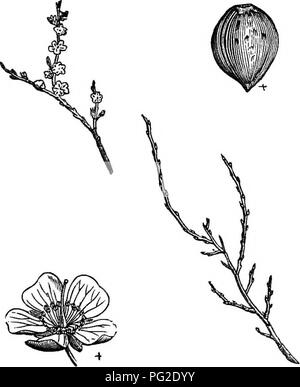 Cet abrégé de l' *Arboretum et fruticetum britannicum* fournit des descriptions d'arbres et d'arbustes indigènes et étrangers en Grande-Bretagne. Il couvre leur propagation, leur culture et leurs utilisations pratiques, avec des gravures de nombreuses espèces. Banque D'Images