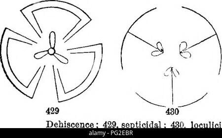 . Class-livre de botanique : être présente de la structure, la physiologie et la classification des végétaux ; avec une flore des États-Unis et du Canada . La botanique, la botanique, la botanique. 112 PÉRICARPE. alors soit sec, comme le pois-pod, ou succulentes, comme la groseille. Péri- carpes sont sèches, membraneuse ou coriáceas (leathery), ou woody. Péricarpes succulentes peuvent être soit en totalité, donc, comme le raisin, ou partiellement, comme la pêche et autres fruits à noyau. 548. Péricarpe fermé ou ouvert. À de très rares exceptions près le péricarpe enferme les semences alors que la maturation. En mignonnette (322), cependant, il s'ouvre, exposant la semence, immédiatement un Banque D'Images