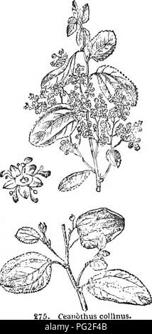 Ce guide abrégé de l'Arboretum et Fruticetum Britannicum présente des descriptions d'arbres et d'arbustes robustes originaires et cultivés en Grande-Bretagne. Le travail comprend des détails sur leur propagation, leur culture et leurs utilisations, avec des gravures d'espèces comme le Ceanothus de Hill-side. Ces premières études botaniques sont vitales pour comprendre la culture des plantes et les pratiques horticoles en Grande-Bretagne du XIXe siècle. Banque D'Images