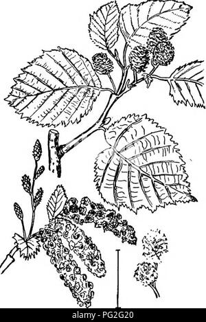 . Les arbustes ornementaux de l'United States (hardy, cultivé). Des arbustes. Les descriptions de 314 espèces d'arbustes OP les avelines sont si rares en culture qu'aucun besoin d'être mentionnés dans ce livre sauf à feuilles pourpres Filbert â Corylus maxima purpurea, â qui est cultivée pour ses feuilles rouge violacé profond plutôt que pour les fruits [de graines ; drageons.] Qufircus. L'Oaks sont près de grands arbres et de l'ah quelques formes arbustives ne sont pratiquement jamais cultivée et ce livre d'arbustes décoratifs n'a pas besoin de place pour eux. Les fruits sont des glands et distinctif- sepa tarifs oaks de toutes les autres plantes. Ours ou Gommage noir Banque D'Images