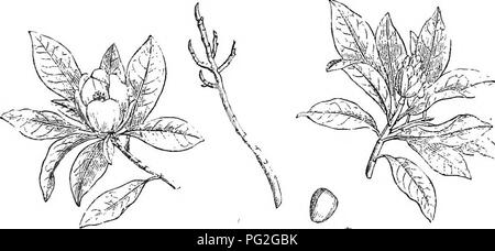 Ce livre est un abrégé de l'Arboretum et fruticetum britannicum, qui couvre les arbres et arbustes robustes de Grande-Bretagne. Il comprend des descriptions des espèces indigènes et étrangères, ainsi que leur propagation, leur culture et leurs utilisations, fournissant des informations clés sur la foresterie et l'horticulture. Banque D'Images