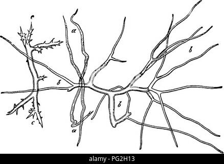 . La morphologie comparative et de la biologie des champignons, bactéries et mycetozoa . La morphologie des plantes ; Champignons ; myxomycètes ; bactériologie. 3H DE LA SECTION II.-COURS DE DÉVELOPPEMENT DE CHAMPIGNONS. à une division et différenciation de l'origine d'une trame d'hyphes uniforme, et les comptes qui nous possédons semble montrer que cela peut être supposé des autres genres. Il est également vrai de Scleroderma verrucosum, selon Sorokin's de récentes observations, sauf que la bobine de l'hyménium dans chaque chambre de la gléba est formé, si ce membre est conforme, par le branchement d'un hyphe unique qui se développe à partir de la prise en Banque D'Images