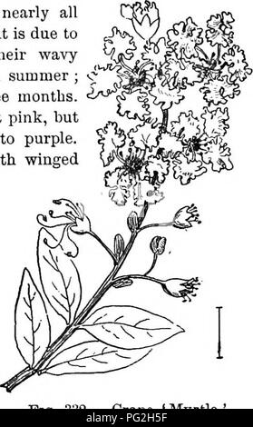 Ce guide présente des arbustes ornementaux robustes cultivés aux États-Unis, mettant en vedette la grenade et le myrte de croupe, tous deux populaires pour leurs fleurs décoratives et leur résilience sous divers climats. Banque D'Images
