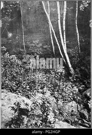 Ce guide de jardinage fournit des descriptions mois par mois de vivaces herbacées robustes, en se concentrant sur des plantes comme la fleur cardinale (Lobelia cardinalis). Il détaille l'apparence de la plante, les périodes de floraison et les exigences de culture, offrant des conseils aux jardiniers sur la façon de cultiver et de prendre soin de ces espèces. Banque D'Images