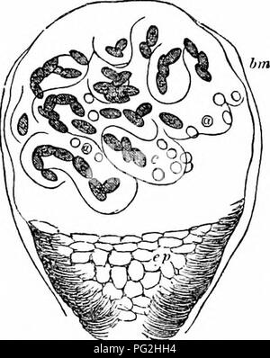 Cette étude anatomique, écrite par Richard Owen, explore l'anatomie comparée des vertébrés, en se concentrant sur la structure et la fonction des systèmes biologiques clés. Le travail comprend des illustrations détaillées des systèmes circulatoire et nerveux, fournissant un aperçu des similitudes et des différences entre les espèces de vertébrés. C’est une référence essentielle pour ceux qui étudient l’anatomie des vertébrés et la biologie évolutive. Banque D'Images