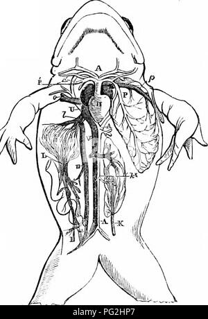 . Sur l'anatomie des vertébrés. L'anatomie comparée des vertébrés ;, ; 1866. Blnod Jiecs Cnitlllaries avec-^^ de veb du pied, Grenouille, magu. CCLXVII. 331 l'œil le mouvement circulatoire du sang, qui coule de façon continue de les artères pour les veines, vu, e. g. par lumière transmise dans un membraneuses de la grenouille ou la structure du newt, en vertu de la micro- champ, fig. 330. Le système veineux de batraciens ressemble à celui des poissons dans la mesure dans laquelle l'espèce de retenir la piscine de caractère. Les veines cardinales, essentiellement celles qui renvoient le sang du segment osseux et musculaires Banque D'Images