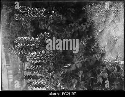 Ce guide de jardinage fournit une description mois par mois des vivaces herbacées robustes, y compris des détails sur leur apparence, leur période de floraison et les conditions idéales de culture. C'est une référence utile pour la conception de jardins formels et sauvages, avec des listes supplémentaires d'autres plantes comme les plantes aquatiques et les fougères. Banque D'Images