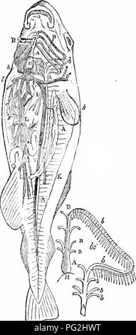 . Sur l'anatomie des vertébrés. L'anatomie comparée des vertébrés ;, ; 1866. Les Veines de poissons. 465 308 un seul fichier de sang-disques, et la connexion de la terminaison des artères avec l'ouverture des veines, figs. 328, 329. Le système de veines vertébrales commence par une série de capil- lary racines dans le integnmcnts et les muscles, qui s'unissent pour former des branches correspondant aux segments osseux et musculaires du corps : ces '' consistent en des veines segmentaires, dans la queue, de limite supérieure ou inférieure, et de neurones ou htemal branches ; dans l'abdomen, du haut et les branches latérales ; à la tête, où le vert Banque D'Images