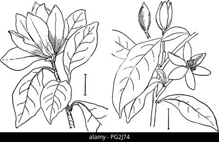 . Les arbustes ornementaux de l'United States (hardy, cultivé). Des arbustes. Fig. G.-Evergreen Magnolia. Fio. 7. - Magnolia Kobus. arbustive et fleurit très tôt en saison, avec des fleurs blanches parfumées à environ 3 pouces de large ; elles durent plus longtemps et sont plus abondantes. Fig. 8. - Purple Magnolia. Fig. 9. - Arbuste Banane.. Veuillez noter que ces images sont extraites de la page numérisée des images qui peuvent avoir été retouchées numériquement pour plus de lisibilité - coloration et l'aspect de ces illustrations ne peut pas parfaitement ressembler à l'œuvre originale.. A. C. (Apgar, Austin Craig), 1838-1908 ; Draycott, Apgar (ADA). Banque D'Images
