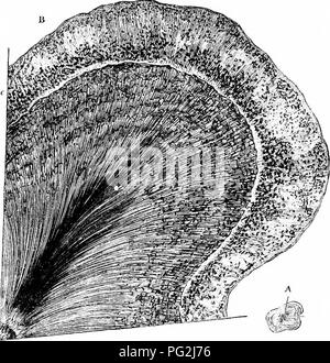 . Sur l'anatomie des vertébrés. L'anatomie comparée des vertébrés ;, ; 1866. Les tissus dentaires. 3C5, à partir de sa circonférence, un scries wliicli de plaques verticales, diviser en deux une ou deux fois avant de mettre fin à l'tliey] licry péri)de la dent. Chacune de ces divergences et de plaques d'dichotomising dégage tout au long de son cours des processus plus petites, qui se situent à droite 242. .Article de tootii d IJugong ; A, n.atura] taille ; il niagilifl,( ?ll ; c/ dentil, angles, ou presque, à la plaque principale ; ils sont généralement oppo- site, mais parfois d'autres ; beaucoup des plaques ou des processus secondaires, qui Banque D'Images