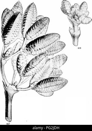 . Morphologie des gymnospermes. Les gymnospermes ; la morphologie des plantes. 374 Morphologie des gymnospermes trop éloigné de Welwilschia dans d'autres caractères pour suggérer une connexion immédiate. Il serait plus facile d'imaginer une rangiate- do Bispo rejeton du Coniferales.. Fig. 417, 418.-Welwilschia mirabilis : l'ovulation et strobiles mâles ; fig. 417, de la direction générale avec de nombreux cônes ovuler ; un demi-grandeur nature ; fig. 418, avec la direction générale des strobiles mâles ; grandeur nature.-Après Hooker (i). Les fleurs sont de Gnetum en monosporangiate et surtout dioïque, et sont nombreux dans l'aisselle des bractées soudées, qui font Banque D'Images