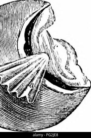 Cette étude anatomique des vertébrés fournit un aperçu détaillé de la structure et de la fonction du nerf optique et des relations cérébrales, y compris le rôle de l'hypoaria dans le traitement sensoriel chez des espèces comme le Pleuronectida. Il compare différentes structures anatomiques des vertébrés et leurs systèmes nerveux. Banque D'Images