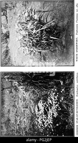Ce guide détaille la culture de vivaces herbacées robustes, y compris les plantes aquatiques, les vignes et les fougères. Il fournit des instructions mois par mois sur l'apparence des plantes, la couleur, les périodes de floraison et la hauteur pour les jardins formels et sauvages. Le livre vise à aider les jardiniers à sélectionner et à cultiver une grande variété de plantes pour divers environnements de jardin. Banque D'Images