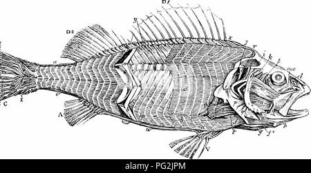 . Sur l'anatomie des vertébrés. L'anatomie comparée des vertébrés ;, ; 1866. Étapes de contraction vu m une fibre élémentaire de skate.^ L'état est la plus haute que l'ouverture d'io précédent la contraction. La session CLXXXV SUR. 131. F.gestion du système musculaire, P^Jliiriatnis yra préserver la plus grande quantité d'uniformité dans la classe la plus basse, plus le principe de répétition végétative plus prévalent dans les segments correspondants du système musculaire. Le chef des masses de ce système dans des Poissons osseux sont disposés de chaque côté du tronc, dans une série d'écailles ou verticale. Veuillez noter que ces droit Banque D'Images