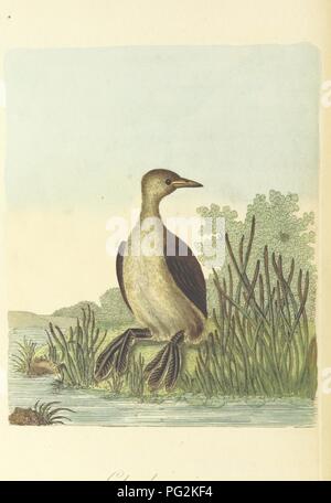 Libre à partir de la page 194 de "British Ornithology ; être l'histoire, avec une représentation en couleur de toutes les espèces connues d'oiseaux britanniques' . Banque D'Images