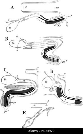 . Éléments de l'anatomie comparée des vertébrés. Anatomie, comparatif. Â n Fig. 306.âContinuation de Fig. 305. Pour la description Voir page suivante.. Veuillez noter que ces images sont extraites de la page numérisée des images qui peuvent avoir été retouchées numériquement pour plus de lisibilité - coloration et l'aspect de ces illustrations ne peut pas parfaitement ressembler à l'œuvre originale.. Baptist gmünder, Robert, 1848-1923 ; Parker, William Newton, 1857-1923. Londres, Macmillan Banque D'Images