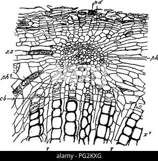Cette recherche sur la morphologie des gymnospermes discute des caractéristiques structurales de genres comme Lyginodendron et Heterangium, soulignant leurs similitudes avec Osmundaceae et Gleicheniaceae. L'étude explore également le rôle du Megaloxylon dans l'alliance cycade-fougère de la végétation paléozoïque, offrant un aperçu de l'évolution des plantes. Banque D'Images