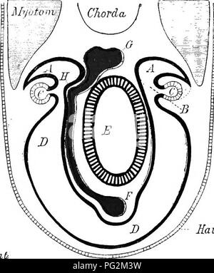 . Éléments de l'anatomie comparée des vertébrés. Anatomie, comparatif. •Savik. B A REMPLIR. '277.-Di.(iR.uiJMATic vnsversk.tk par une aspiration, Ajiphioxus, dans le Br.N(1HUL REfilON, ET B, un ElASMOBEANCH embryon, RASED SUR BovERi. //( A, la section.ses pas à travers une fente branchiale sur le côté droit, et montre une coupe transversale de la partie antérieure d'un nephridium membre {X) ; sur la gauche, un nephridium {X) est indiqué montrant son eomnmnication ccelome {B avec l') et avec la chambre atriale (C). Une section d'ccelome génitales, (un ovaire est indiqué sur le côté droit) ; I), section Banque D'Images