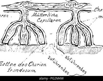 . Éléments de l'anatomie comparée des vertébrés. Anatomie, comparatif. Les membranes FCETAL 339 placenta allantoïdien se présente, composé de pièces de maternelle et fœtale (Fig. 9). Ainsi l'embryon est fourni avec le nécessaire pour l'existence au cours de sa relativement longue vie intra-utérine. Diverses formes de placenta sont remplies avec des Placentalia. Le plus primitif est apparemment celle de l'allantoïde s'attache autour de l'ensemble de la séreuse, afin que les chorion, à partir de laquelle le villi comparativement simple se présentent, sont également réparties sur toute la surface (fig. 271). E Banque D'Images