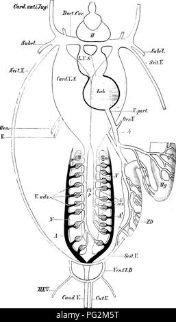 . Éléments de l'anatomie comparée des vertébrés. Anatomie, comparatif. Système veineux 325^.anti carte ug) sillons. 8ntJ.. mjv- FiG. 266.-Pour la description Voir page suivante.. Veuillez noter que ces images sont extraites de la page numérisée des images qui peuvent avoir été retouchées numériquement pour plus de lisibilité - coloration et l'aspect de ces illustrations ne peut pas parfaitement ressembler à l'œuvre originale.. Baptist gmünder, Robert, 1848-1923 ; Parker, William Newton, 1857-1923. Londres, Macmillan Banque D'Images