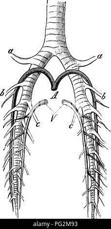 . Éléments de l'anatomie comparée des vertébrés. Anatomie, comparatif. 296 L'anatomie comparée de l'attachement de la surface sans aucun pli considérables en poids. Tout ce qui est, en fait, combine pour établir un organe de vol avec une grande surface de l'aile et une augmentation de la force musculaire. Les mammifères.-comme dans les reptiles, les vaisseaux sanguins sont des d'importance dans la détermination de la structure de la système bronchique. L'artère pulmonaire traverse la bronche principale formée par la bifurcation de la trachée à son extrémité antérieure, et ce point peut être pris en divisant le latera Banque D'Images