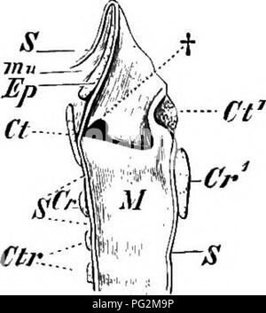 . Éléments de l'anatomie comparée des vertébrés. Anatomie, comparatif. B. Mih. Veuillez noter que ces images sont extraites de la page numérisée des images qui peuvent avoir été retouchées numériquement pour plus de lisibilité - coloration et l'aspect de ces illustrations ne peut pas parfaitement ressembler à l'œuvre originale.. Baptist gmünder, Robert, 1848-1923 ; Parker, William Newton, 1857-1923. Londres, Macmillan Banque D'Images