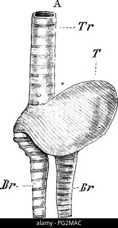 . Éléments de l'anatomie comparée des vertébrés. Anatomie, comparatif. 286 anatomie comparative certaines membranes vibratoires. Un bar de cartilage ou d'os, le loessulus, s'étend de la jonction des bronches dans la plus ou moins gonflé " tympan " à la base de la trachée : cela prend en charge un léger repli de la muqueuse appelé le memhmna semilunaris membraneuse, tandis que la paroi interne de chaque bronche est connu comme le memhrana tympaniformis interne : le mur extérieur peut également donner lieu à un memhrana tympaniformis externa. L'. Veuillez noter que ces images sont extraits fr Banque D'Images