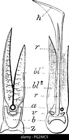 . Éléments de l'anatomie comparée des vertébrés. Anatomie, comparatif. 278 anatomie comparative et ainsi, comme dans le des Holocéphales, des fentes s'ouvrent dans une même chambre branchiale, qui communique avec l'extérieur par une seule ouverture en forme de fente de chaque côté (Fig. 222 B et 223). Un Acipeuser spiraile est présent dans, Polyodon et Polypterus entre Ganoids. En règle générale les téléostéens possèdent seulement quatre sièges, holo-^ et c'est bon pour tous les Ganoids. Un orpseudobranch gill rudimentaire est présent sur la paroi antérieure du stigmate d'un grand nombre d'élasmobranches et de poissons cartilagineux (mandib Ganoids Banque D'Images