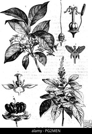 . L'histoire naturelle des plantes, leurs formes, la croissance, la reproduction et la distribution ;. La botanique. Les subdivisions 118 Ot' E !E klNGDOM de légumes.. - Fig. 43S.âpiscifioiw. ' EuropcBua Celastrinese Euonymus (famille), rameau en fleurs Â" tongitudinal Beotioli, au moyen d'une fleur. &Gt ; Qvassia Simaruhacedj- amam (famille), rameau en fleurs.. *0yn8BCE^m'and'réceptacle floral. -^Qeh^Ochnaceis ia (famille), réceptacle, gynasceum, et une étamine. Â° Frnit de même. 1 section longitudinale à travers la fleur de l'arbre de Heiiven {AUanUxa Simarttbacese, famille). ^BaiUtn 23-08-2003 (en partie.) â ' .', .' ' ''â â ' :'.. Banque D'Images