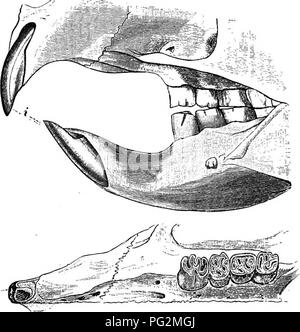 . Éléments de l'anatomie comparée des vertébrés. Anatomie, comparatif. Â 248 L'anatomie comparée. Fig. 198.âDentition du 7oiR0vrm Hysfrix hirsutirostris {:E).. Veuillez noter que ces images sont extraites de la page numérisée des images qui peuvent avoir été retouchées numériquement pour plus de lisibilité - coloration et l'aspect de ces illustrations ne peut pas parfaitement ressembler à l'œuvre originale.. Baptist gmünder, Robert, 1848-1923 ; Parker, William Newton, 1857-1923. Londres, Macmillan Banque D'Images