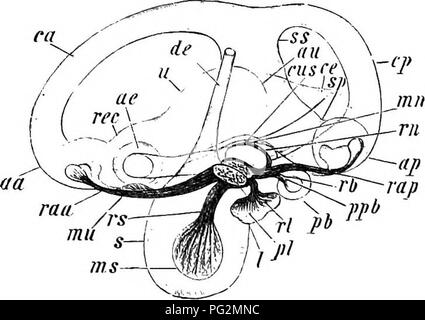 . Éléments de l'anatomie comparée des vertébrés. Anatomie, comparatif. Organe auditif élargi pour s'adapter 227 distalement contre la membrane tympanique. La Columelle laisse à désirer dans certains urodèles (p. ex., Triton). Un mem- branous rotonde fenestra dans le mur extérieur de la capsule auditive est présent dans la plupart des amphibiens et à tous les vertébrés supérieurs en plus de la fenestra ovalis. L'oreille de l'Gymnophiones ressemble à celui de l'des Urodèles, mais le labyrinthe membraneux montre d'autres complications.. Fi( !. ÂRight JIembkaxous Labyrimth 181.d ticulenta Eana, depuis l'intérieur. (D'après G.. Retzius) Â" Banque D'Images