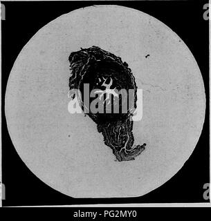 . Les maladies des organes génitaux des animaux domestiques. La médecine vétérinaire. Fig. 139-Section de l'oviducte normale près de th.e au milieu.. Fig. L'article 140 de l'oviducte normale près de la fin de l'utérus. Montrant les plis muqueux plus simples et l'épaisseur de la couche musculaire.. Veuillez noter que ces images sont extraites de la page numérisée des images qui peuvent avoir été retouchées numériquement pour plus de lisibilité - coloration et l'aspect de ces illustrations ne peut pas parfaitement ressembler à l'œuvre originale.. Williams, Walter Long, 1856-1945 ; Williams, Walter Wilkinson, 1892- coauteur. Ithaca, N. Y. , l'auteur Banque D'Images