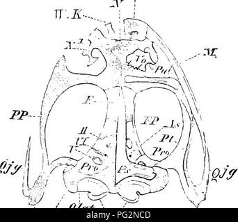 . Éléments de l'anatomie comparée des vertébrés. Anatomie, comparatif. 'Â ^^^ Socc Fn :. 6S.âRestoeation du crâne d'un Stegocephalax (du Carbonifère de la Bohême). (Après), Fritsch. Pmx prémaxillaire ; J/, maxillaire ; X, nasal ; Xn, narine ; - ?', frontal ; Pf, P ; préfrontal, pariétale ; Fp, Trou pariétal ; Socc, supraoccipital ; Br, appareil branchial : Oc, anneau sclérotique (os orbital.) ], la boîte cartilagineuse complète région ethmoïdale étant entièrement au premier abord, et plus tard devenir cartilagineux sclérosé par un sphenethmoid, qui J'/t.i. Huile Coce â ¢ Fu 69.âSkvll cidtnta^j de la PANA. V ventrale Banque D'Images