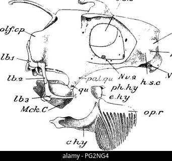 . Éléments de l'anatomie comparée des vertébrés. Anatomie, comparatif. 76 L'anatomie comparée des formes dans lesquelles le liyaline crâne primordial, fixe de manière inamovible à la colonne vertébrale, est toujours conservé (Fig. 68). Ces formes- sont décrits comme Oartilaginous Ganoids. Comme dans d'élasmobranches, la cavité crânienne atteint l'avant pour la région ethmoidal, mais est séparé de ce dernier par du cartilage. L'apparition de pierre, cependant, les divise en flèche de l'élasmobranches, et prouve son crâne afin d'être à un stade beaucoup plus élevé de développement. Ces os ont la forme d'richement Banque D'Images