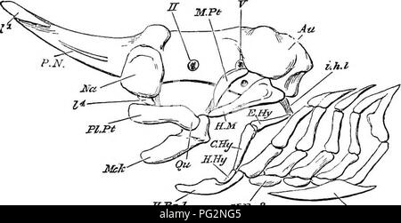 . Éléments de l'anatomie comparée des vertébrés. Anatomie, comparatif. Le crâne 75. régions auditives projetant fortement Les cartilages labiaux sont présents en rapport avec les lèvres, les narines, et les mâchoires (Figs. 55, 56, et 57). Le palatoquadrate n'est habituellement qu'à la base par des ligaments cranii, mais dans le Chimseroids (Fig. 57), il est fusionné avec elle de manière inamovible, d'où leur nom de des Holocéphales. Les requins dans le ^palatoquadrate les rayons nd n'est pas directement united au crâne, mais il est suspendu de par le hyomandibular (p. 70, fig. 55 et 56). Dans ce cas, le crâne peut être décrit un Banque D'Images